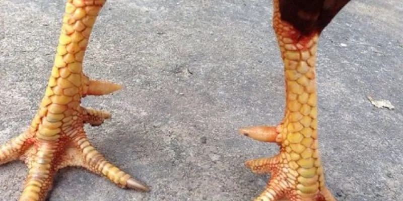 Vảy Kích Biên - Gà Chọi Mang Vảy Này Thi Đấu Ra Sao? 1 vay-kich-bien-tim-hieu-chung