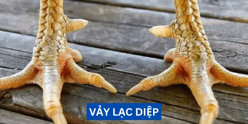 Vảy lạc diệp là gì? Đánh giá sức mạnh chiến kê uy dũng 1 vay-lac-diep